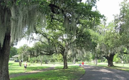 A walking trail lined by live oaks in Audubon Park